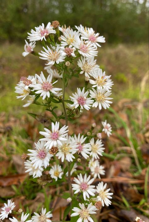 Name: Calico Aster (Symphyotrichum lateriflorum); USDA Zones: 3 - 9; Range: E. North America; Height: 2ft; Bloom Time: Aug - Oct Calico Aster, Labyrinth Garden, Story Board, Dream Garden, Labyrinth, North America, Range, Collage, Plants