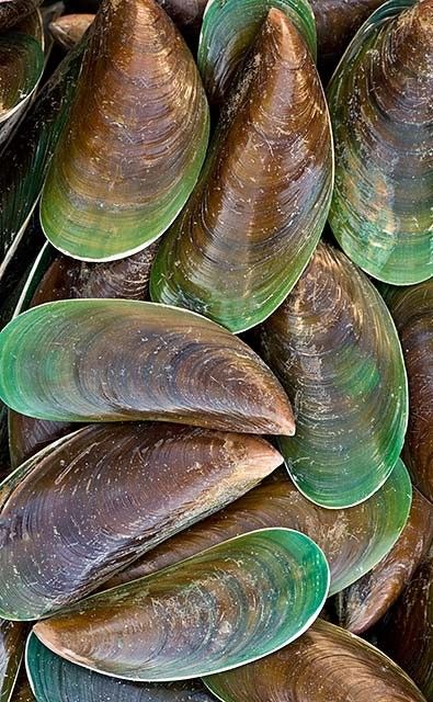 Giant Green Mussels I use OMEGA XL  from the green lip mussel for my arthritis and it has helped a lot. Green Mussels, Green Lipped Mussel, Green Lips, Ocean Treasures, She Sells Seashells, Shell Collection, Ocean Creatures, Shell Art, Sea World