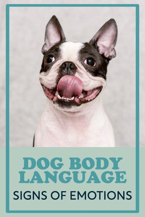 Do you know what your dog is telling you? Learn everything from dog tail meaning to smiles, panting, and the signs a dog is happy, distressed, or trying to tell you something. Understanding your dog's body language improves communication between you and your pup and increases your loyalty points as a paw-rent. Dog Tail Meaning, Dog Emotions, Chihuahua Training, Dog Rescue Shirts, Family Dogs Breeds, Dog Christmas Pictures, Savings Money, Body Language Signs, Dog Pants