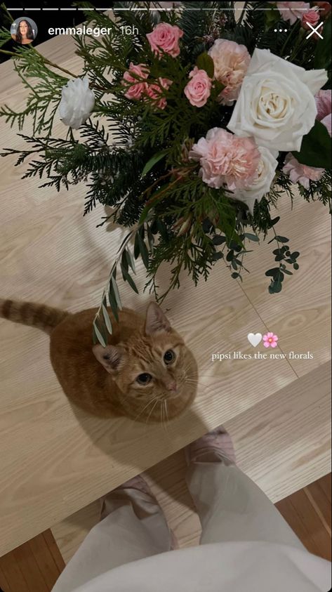 Cat Captions, Beautiful Morning Messages, Cat Stories, Cute Little Puppies, Instagram My Story, Creative Instagram Photo Ideas, Baby Kittens, Red Cat, Creative Instagram Stories