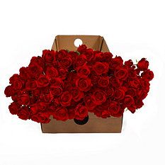 Spray Roses - Red (100 stems) Roses Red, Roses White, Disney Beauty And The Beast, Spray Roses, Sam's Club, Wedding Board, Beautiful Roses, White Roses, Beauty And The Beast