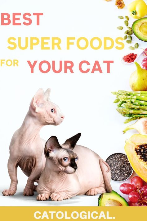 We all know that superfoods are great for humans but are they good for cats too? Learn about which superfoods are a great addition to your cats diet! #CatFood #CatCare #CatAdvice #CatTips #CatDiet #PetFood Cat Diet Plan, Healthy Cat Food, Cat Love Quotes, Best Superfoods, Cat Advice, Colorful Hairstyles, Cat Diet, Best Cat Food, Nutrition Quotes