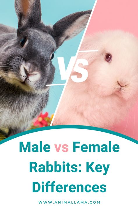 male vs female rabbits Mini Rex Rabbit, Rabbit Facts, Lionhead Bunny, Rabbit Behavior, Bunny Ideas, Pet Rabbit Care, Lionhead Rabbit, Female Rabbit, Pet Rabbits