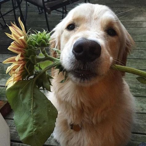 Garimpando Imagens Dog And Flowers, Cesar Millan, Designer Dogs, Sunflower Field, Golden Retrievers, Cute Creatures, Sweet Animals, 귀여운 동물, Animals Friends