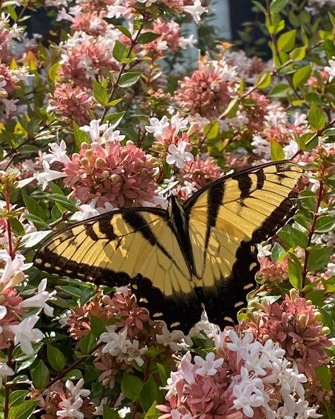 The butterflies and bees love my bushes in the front yard and it makes me so happy🐝🦋🐝🦋 Butterfly Field Aesthetic, Bees Aesthetic, Butterfly Sanctuary Aesthetic, Spring Aesthetic Butterfly, Spring Butterflies, Butterfly In Garden Painting, Butterfly In Forest Aesthetic, Spring Butterfly, Butterfly Bush