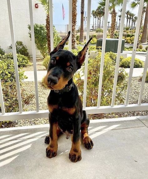 Puppy Barking, Doberman Pinscher Dog, Dangerous Dogs, Doberman Puppy, Doberman Dogs, Very Cute Dogs, Endangered Animals, Majestic Animals, Brown Dog