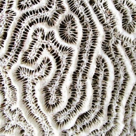 Coline Bavois on Instagram: “Inspiration, dead coral reef #texture #corail #coral #white #embroidery #textileart #web #reseau” Healthy Supper Recipes, Evening Meals, Sealife, Wholesome Food, Patterns In Nature, Coral Reef, Natural Food, Sea Life, Animal Print Rug