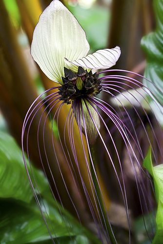 White Bat Flower | Flickr - Photo Sharing! Bat Flower, Unusual Plants, Unusual Flowers, Rare Flowers, Unique Flowers, Exotic Plants, Ranunculus, Exotic Flowers, Flower Beauty