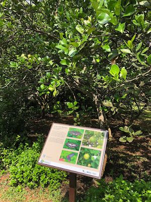 Butterflies of Singapore: Interpretative Signage in Butterfly Gardens Butterfly Information, Butterfly Cage, Information Station, Butterfly Gardens, Butterfly Eyes, Catchment Area, Butterfly Species, Butterfly Plants, Info Graphics