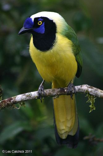 Kinds Of Birds, Bird Watcher, Rare Birds, Nature Birds, All Birds, Exotic Birds, Bird Pictures, Pretty Birds, Colorful Birds