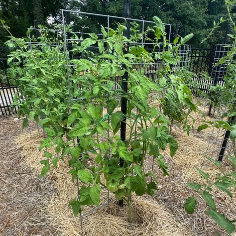 The Best Materials To Tie Up Tomato Plants - How To Tie Up Tomatoes For Success! How To Tie Up Tomato Plants, Tie Up Tomato Plants, Easy Fresh Salsa Recipe, Easy Fresh Salsa, Watering Tomatoes, Fresh Salsa Recipe, Plant Ties, Plant Strong, Pepper Plants