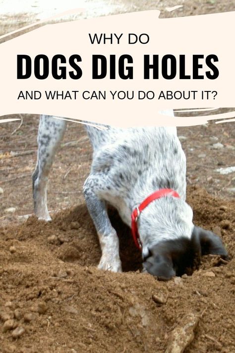 Dog Digging Holes Stop, How To Stop Dogs From Digging, House Dog Ideas, Dogs Digging Holes, Dogs Bedroom, How To Train Dogs, Stop Dog Jumping, Dog Digging, Dog Bad