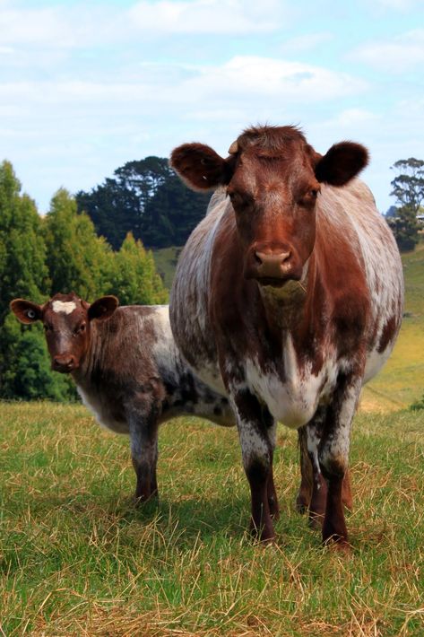 Shorthorn Cow and calf   Beautiful!! Shorthorn Cow, Shorthorn Cattle, Gado Leiteiro, Fat Cow, Show Cows, Cow And Calf, Show Cattle, Cattle Breeds, Cow Pictures