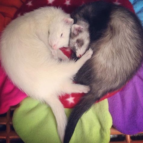 Emo Ferret, Ferret Matching Pfp, Ferrets In Love, Two Ferrets, Funny Ferrets, Me And Who, Pet Ferret, Cute Ferrets, Pets 3