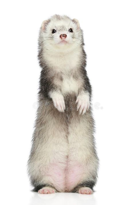 Ferret standing on a white background. Ferret (polecat) rare color stands on hin , #Affiliate, #background, #polecat, #white, #Ferret, #standing #ad Ferret Standing, Angora Ferret, Ferret Pictures, Ferret Cage, Medication For Dogs, Tattoo Aesthetic, Cute Ferrets, Reptiles Pet, Baby Puppies