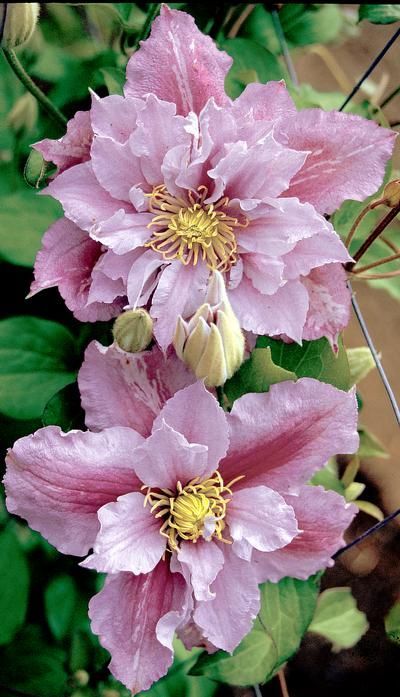 A 15 pieces jigsaw puzzle from Jigidi Pink Clematis, Clematis Plants, Wavy Edges, Song Sparrow, Clematis Flower, Clematis Vine, Garden Vines, Large Garden, Tomato Seeds