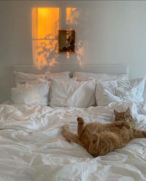 Deco Studio, Orange Cat, Pretty Cats, New Wall, Bedroom Inspo, My New Room, House Inspo, 귀여운 동물, Dream Room