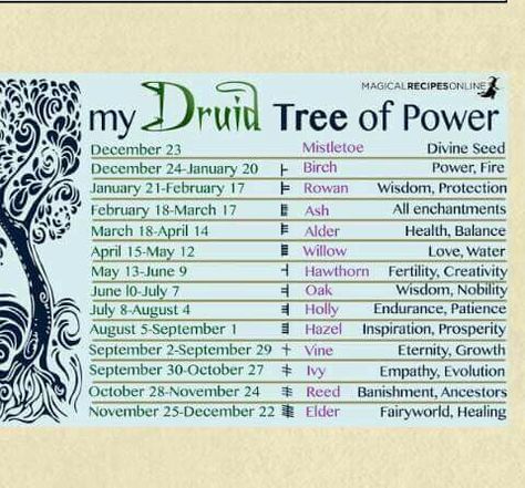 Ivy Symbolism, Ivy Meaning, Celtic Zodiac Signs, Celtic Tree Astrology, Druid Symbols, Celtic Symbols And Meanings, Celtic Zodiac, Celtic Druids, Green Witchcraft