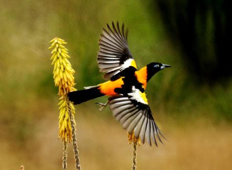 TROUPIAL (icterus icterus) - found in northern and central South America. Prefer dry edge habitats to those with heavy rainfall. Troupials steal the nests of other birds and are capable of violent attacks against defending nest residents. They tend to prefer lower nests to those higher in a tree and they may feed on any eggs and nestlings left behind. After obtaining a nest,they make modifications like adding their own nest lining or making a wider entrance. Bird Pictures, Animals Of The World, Flora And Fauna, New Things To Learn, Ancient Times, Timeline Photos, Beautiful Birds, Beautiful Landscapes, South America