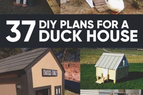 Diy Duck House, Chicken Housing, Hatching Duck Eggs, Meal Worms Raising, Duck House Plans, Keeping Ducks, Duck Houses, Chickens And Ducks, Duck Feed