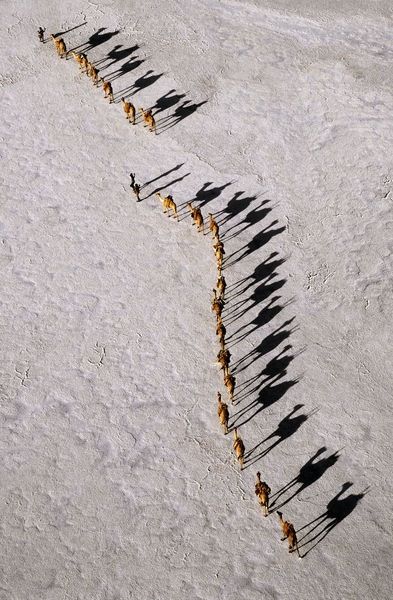 Camels and their shadows-great photo  ...looks like sheet music.