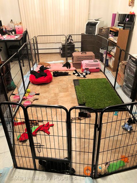 Puppy Litter Area Indoor Ideas, Foster Puppy Set Up, Puppy Whelping Room Ideas, Puppy Whelping Area, Puppy Litter Box Ideas, Puppy Area Indoor Ideas, Puppy Pen Ideas Indoor, Puppy Pen Ideas, Dog Breeder Kennel Ideas