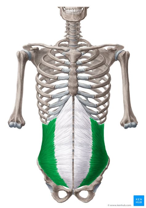 Internal abdominal oblique is a part of the abdominal wall muscles which participates mainly in flexing the trunk. Learn more about it at Kenhub! Abdominal Muscles Anatomy, Rectus Abdominis Muscle, Transversus Abdominis, Human Skeleton Anatomy, Healing Diastasis Recti, Thoracic Vertebrae, Human Anatomy For Artists, Anatomy Images, Gluteus Medius