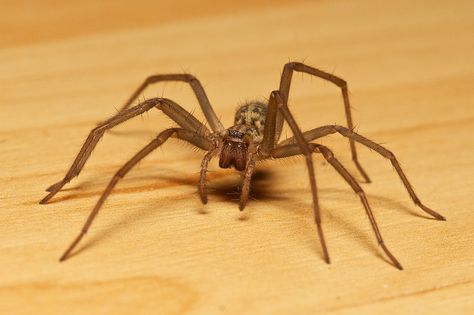 Spider Reference Photo, Black House Spider, Spider Reference, Spider Face, Spider Species, House Spider, British House, Arachnids, Black Legs