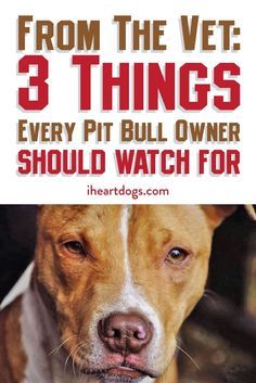 Pit Bull Care, Pitbull Training, Pit Puppies, Pit Dog, Pit Bull Puppies, Pitt Bulls, Pitt Bull, Staffordshire Bull Terriers, Blue Pits