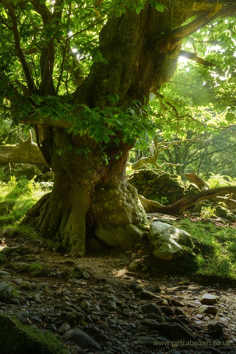 Ancient Woodland, Voice Of Nature, 숲 사진, Chestnut Tree, Sweet Chestnut, Forest Path, Old Trees, Unique Trees, Fantasy Places