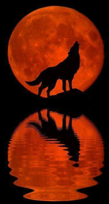 A Wolf, Full Moon, The Moon, Moon, Water