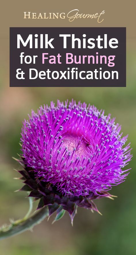 Milk Thistle Benefits, Liver Tonic, Nutritional Healing, Herbs Garden, Healing Foods, Health Recipes, Herbs For Health, Living Off The Land, Milk Thistle