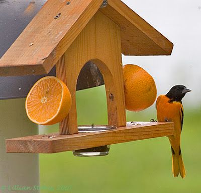 Fruit-jelly feeder Oriole Bird Feeders, Bird Feeder Plans, Bird Feeder Craft, Squirrel Feeders, Oriole Bird, Wooden Bird Feeders, Homemade Bird Houses, Baltimore Oriole, Beautiful Birdhouses