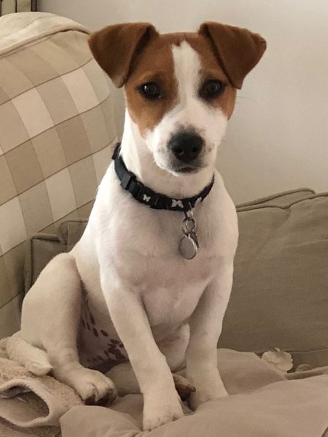 Jack Russell Aesthetic, Jack Russell Terrier Aesthetic, Chien Jack Russel, Jack Russell Terriers, Jack Russell Terrier Puppies, Tattoo Nature, Animals Tattoo, Jack Russell Puppies, Puppies Cute