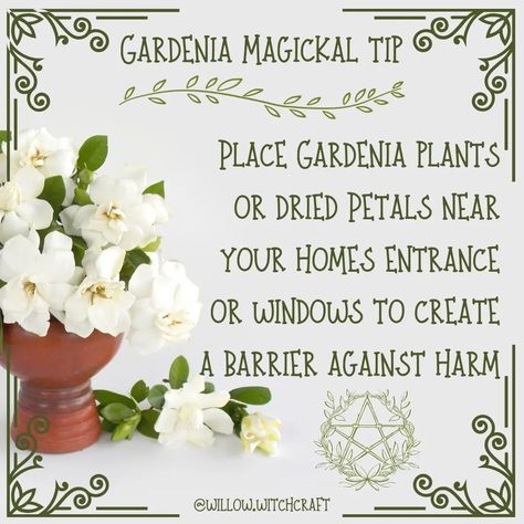 Gardenia Magickal Tip #topicoftheday #todaysposts #gardenia #gardeniamagick #gardeniamagickalproperties #magick #witchcraft #magickaltips #magickalproperties #flowermagick #themagickofflowers Green Witchery, Magick Herbs, Gardenia Plant, Cottage Witch, Plant Magic, Witch Spirituality, Witch Garden, Grimoire Book, Herbal Magic