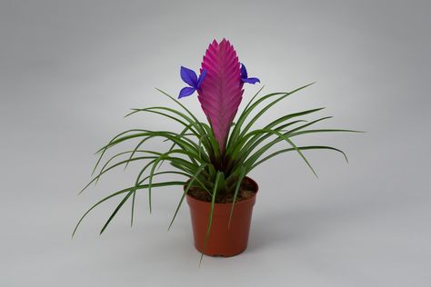 Tillandsia Cyanea-Anita Tillandsia Cyanea, Pretty Plants, Garden Lovers, Plant Mom, Air Plants, Purple Flowers, House Plants, Palace, Purple