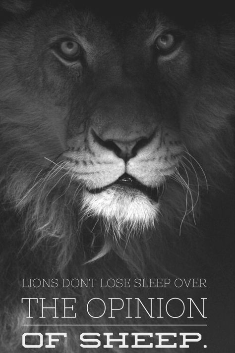 I've wanted to get this phrase as a tattoo for a long time, but never knew how I wanted to do it.. A Lion, White Photo, In The Dark, A Black, Lion, Black And White, White, Black