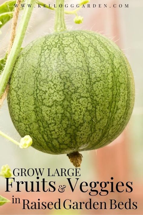 Grow a bountiful harvest of large fruits and vegetables with the convenience and ease that raised beds bring to the garden landscape. Growing in raised beds keeps roots warmer, allows for earlier planting, and eliminates a lot of bending and arduous prepping and maintenance. Here are our best raised bed garden tips for growing large fruits and vegetables. #raisedbeds #raisedbedgarden #vegetablegarden Growing Melons, French Country Garden Decor, Raised Bed Garden, Vegetable Planters, Country Garden Decor, Growing Pumpkins, Garden Hacks, French Country Garden, Fall Vegetables