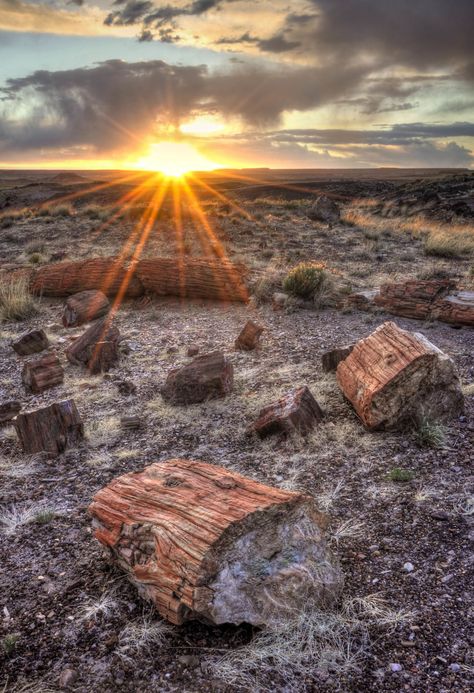 Petrified Forest National Park, Petrified Forest, Desert Painting, Petrified Wood, Natural Wonders, Beautiful World, Amazing Photography, Mother Nature, Monument Valley