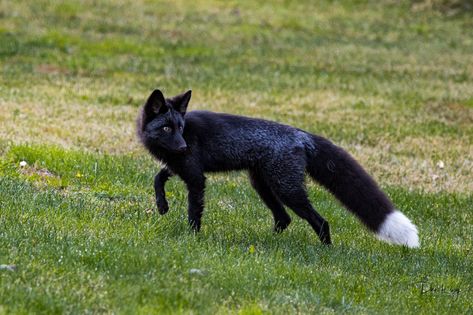 Moony And Padfoot, Black Foxes, Melanistic Animals, Cross Fox, Female Fox, Wild Animals Photos, Silver Foxes, Black Fox, Pet Fox