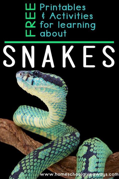 FREE Printables for Learning about Snakes - Homeschool Giveaways Snake Facts For Kids, Reptiles Kindergarten, Snakes For Kids, Snake Facts, Teaching Life Skills, Middle School Lessons, Cold Blooded, Numbers Preschool, Preschool Lesson Plans