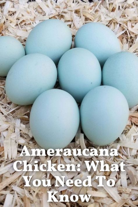 Ameraucana Chicken Eggs, Chicken Egg Colors, Ameraucana Chicken, Chicken Flock, Chicken Barn, Backyard Chicken Coop Plans, Backyard Chicken Farming, Raising Backyard Chickens, Backyard Poultry