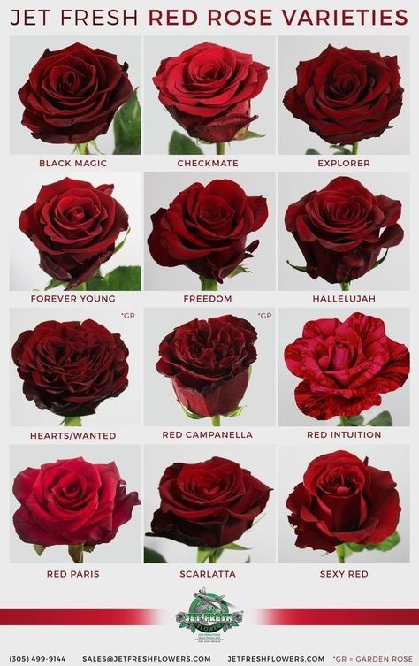 Roses Propagation, Rose Color Meanings, Flower Types, Wedding Roses, Plants Ideas, Rose Varieties, Flower Guide, Types Of Roses, Flower Meanings