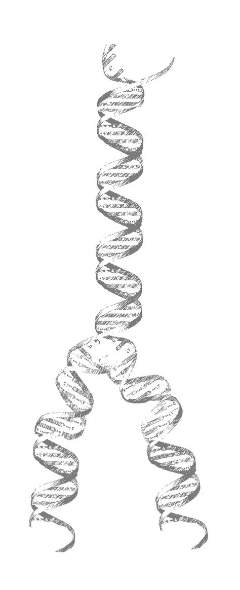 Dna Strand Drawing, Rosalind Franklin Tattoo, Dna Tattoo Family, Biological Tattoo, Dna Strand Tattoo, Dna Laboratory, Strand Tattoo, Symbols Ideas, Dna Drawing