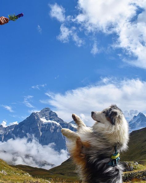 🐶🐾 ⠀ #dog #cute #grindelwald #jungfrauregion #swissalps #nature #landscape #mountains #outdoor #animals #visitswitzerland #switzerland #inlovewithswitzerland #madeinbern ⠀ �📸 instagram.com/swiss.paws Switzerland Animals, Visit Switzerland, Landscape Mountains, Dog Cute, Swiss Alps, Nature Landscape, Switzerland, Natural Landmarks, Dogs