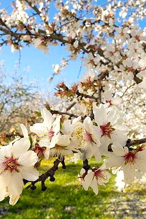 Polyculture Garden, Almond Tree Blossom, Biblical Images, Almond Flower, Almond Tree, Pub Design, Farm Photography, Almond Blossom, Flower Nature