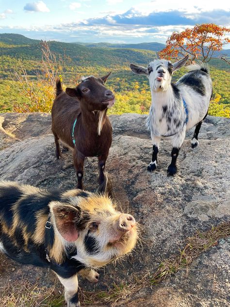 Nyack New York, Pig House, Enjoying Nature, Cute Goats, Farm Baby, Pig Farming, Mini Farm, Pet Pigs, Animals Friendship