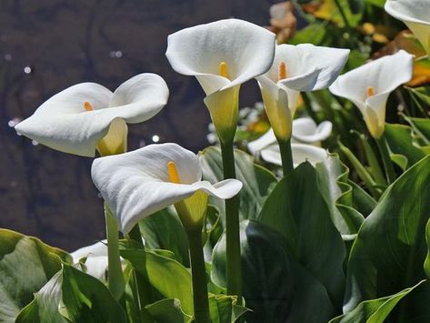 Calla Lily Bulbs, Agapanthus Blue, Zantedeschia Aethiopica, Architectural Plants, Arum Lily, Calla Lily Flowers, Lily Bulbs, Lily Plants, Pond Plants