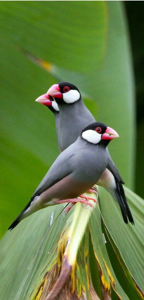 Java Sparrow, Finch Bird, Puffins Bird, Garden Pond Design, Finches Bird, Sparrow Bird, Rice Fields, Finches, Bird Watcher