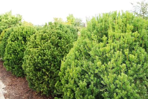 Hicks Yew, Yew Shrub, Laurel Shrub, Holly Shrub, Landscape Ideas Front Yard Curb Appeal, Evergreen Bush, Arborvitae Tree, Evergreen Hedge, Landscaping Trees